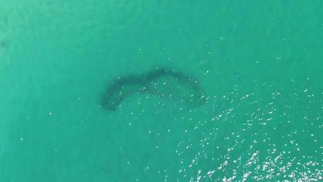 BUZZARDS BEACH EAST CAPE BCS MEXICO-2023: Bait Ball in Turquoise Ocean Water