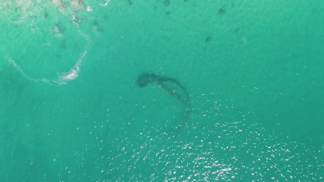 BUZZARDS BEACH EAST CAPE BCS MEXICO-2023: Whale Swimming in Clear Turquoise Ocean Waters