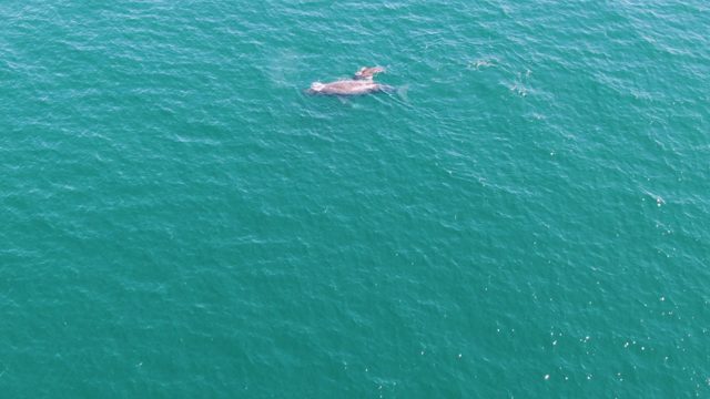 PUNTA GORDA BEACH BCS MEXICO-2023: Whale Surfacing in Turquoise Ocean Waters