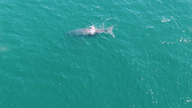 PUNTA GORDA BEACH BCS MEXICO-2023: Whale Swimming in Turquoise Ocean Waters