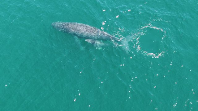 PUNTA GORDA BEACH BCS MEXICO-2023: Humpback Whale and Calf Interacting in Ocean