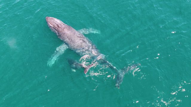 PUNTA GORDA BEACH BCS MEXICO-2023: Humpback Whale Swimming in Turquoise Ocean