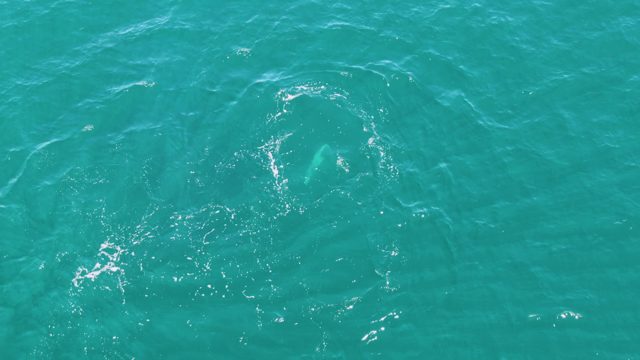 PUNTA GORDA BEACH BCS MEXICO-2023: Dolphin Swimming in Turquoise Ocean Water