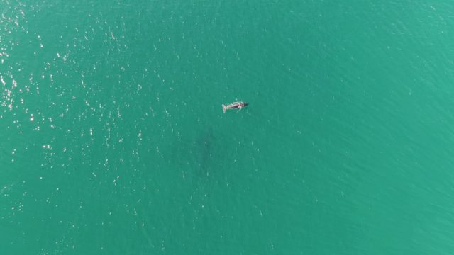 PUNTA GORDA BEACH BCS MEXICO-2023: Person Swimming in Turquoise Ocean Water