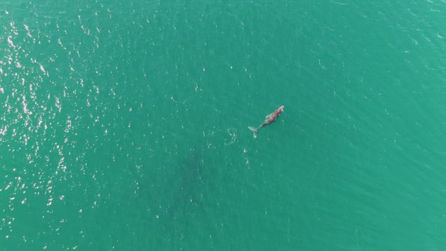 PUNTA GORDA BEACH BCS MEXICO-2023: Whale Swimming in Turquoise Ocean Waters