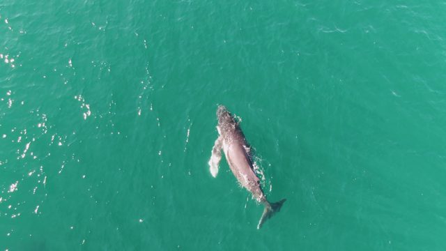 PUNTA GORDA BEACH BCS MEXICO-2023: Whale Surfacing and Swimming in Turquoise Ocean