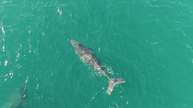 PUNTA GORDA BEACH BCS MEXICO-2023: Whales Swimming in Clear Ocean Water