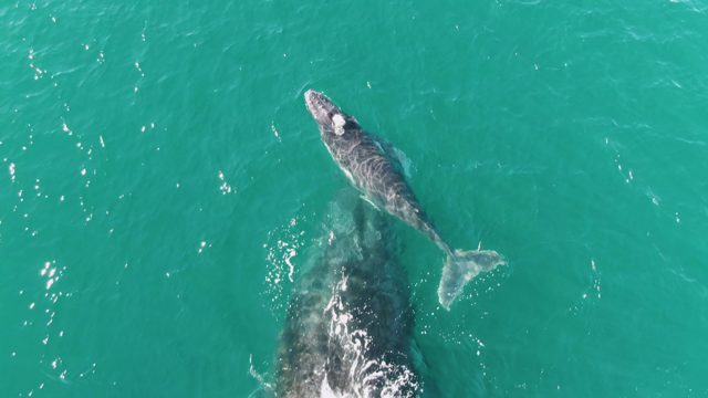 PUNTA GORDA BEACH BCS MEXICO-2023: Whale Calf and Adult Swimming in Turquoise Water