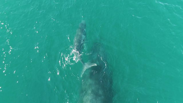 PUNTA GORDA BEACH BCS MEXICO-2023: Whale and Calf Swimming in Turquoise Waters