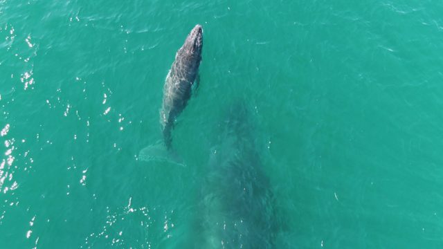 PUNTA GORDA BEACH BCS MEXICO-2023: Whale Surfacing in Clear Turquoise Water
