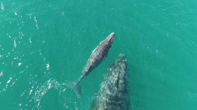 PUNTA GORDA BEACH BCS MEXICO-2023: Whale Calf and Adult Swimming in Turquoise Water