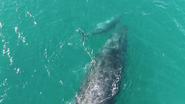 PUNTA GORDA BEACH BCS MEXICO-2023: Two Whales Swimming in Turquoise Ocean Water