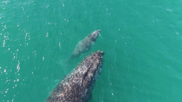 PUNTA GORDA BEACH BCS MEXICO-2023: Humpback Whale and Calf Swimming in Ocean