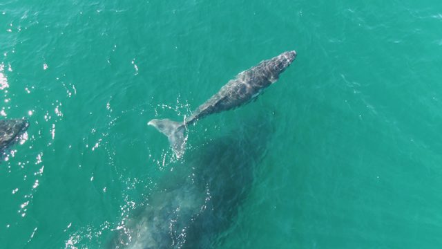PUNTA GORDA BEACH BCS MEXICO-2023: Whale and Calf Surfacing in Clear Ocean Water