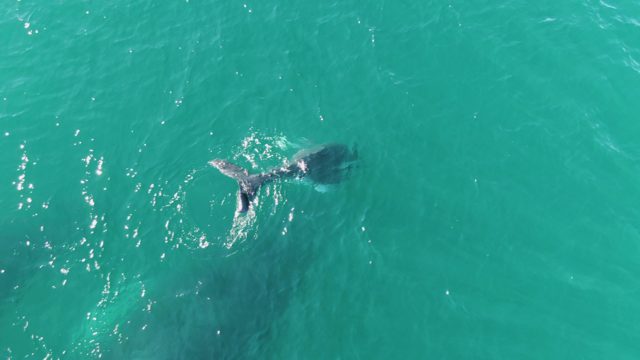 PUNTA GORDA BEACH BCS MEXICO-2023: Whale's Tail Fluke and Diving in Turquoise Ocean