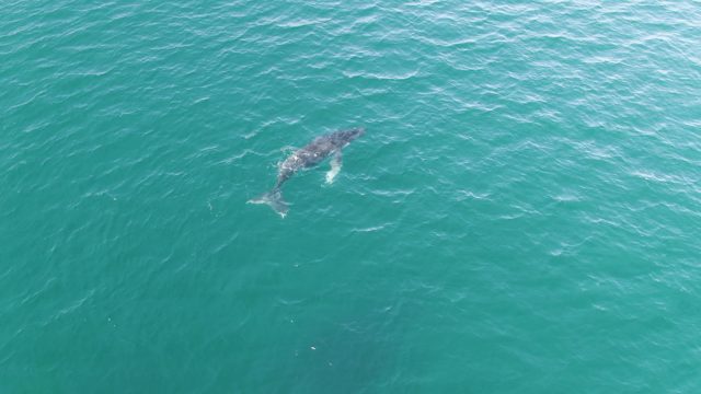 PUNTA GORDA BEACH BCS MEXICO-2023: Whale Swimming in Turquoise Ocean Water