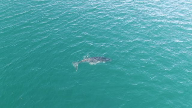 PUNTA GORDA BEACH BCS MEXICO-2023: Whale Swimming in Clear Turquoise Ocean Water