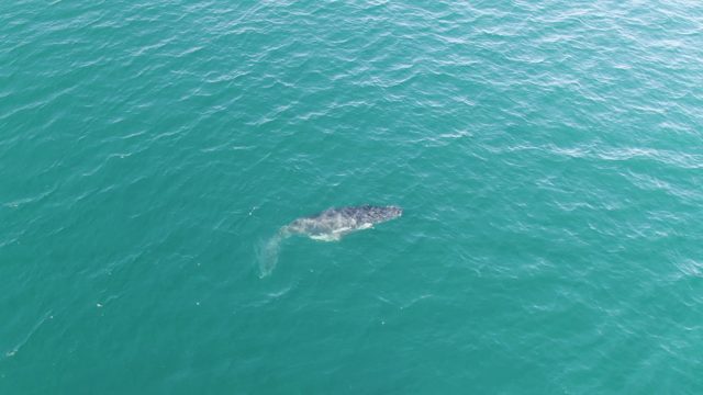 PUNTA GORDA BEACH BCS MEXICO-2023: Whale Swimming in Turquoise Ocean Waters