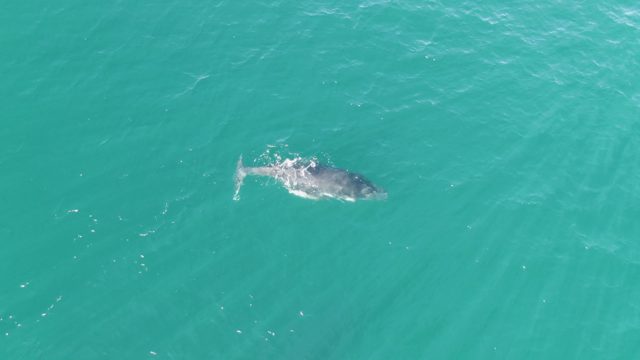 PUNTA GORDA BEACH BCS MEXICO-2023: Whale Swimming in Calm Turquoise Ocean