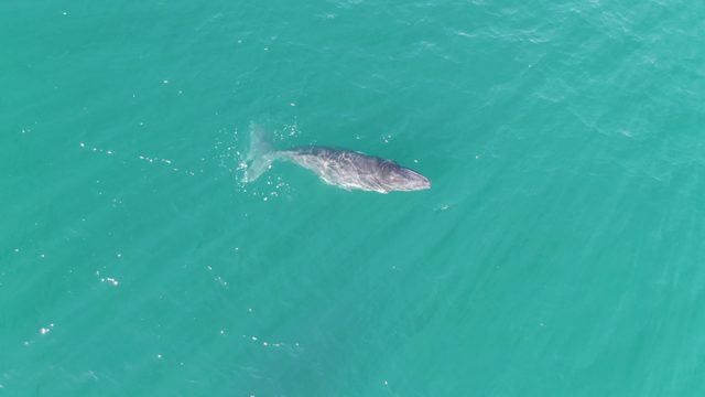 PUNTA GORDA BEACH BCS MEXICO-2023: Whale Swimming in Clear Turquoise Ocean Water