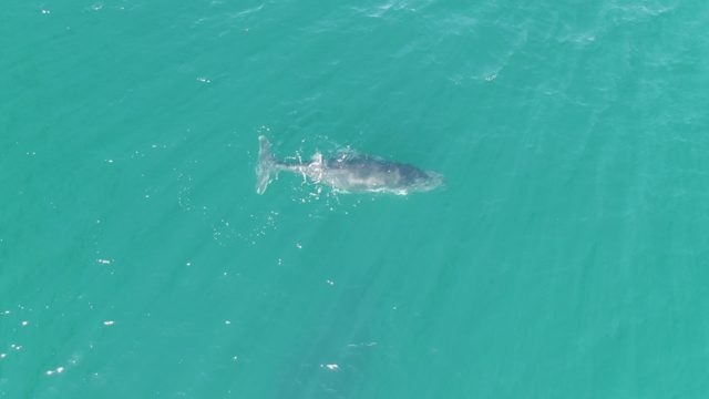 PUNTA GORDA BEACH BCS MEXICO-2023: Whale Gliding Through Clear Turquoise Water