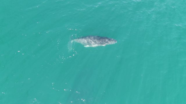PUNTA GORDA BEACH BCS MEXICO-2023: A Whale Swimming in Turquoise Ocean Water