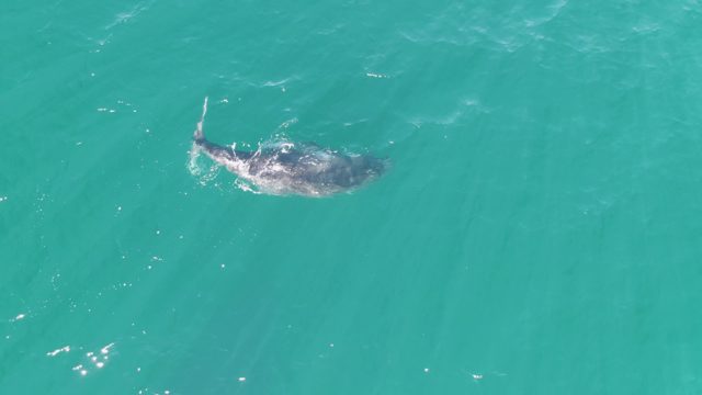 PUNTA GORDA BEACH BCS MEXICO-2023: Whale Gliding Through Turquoise Ocean Water