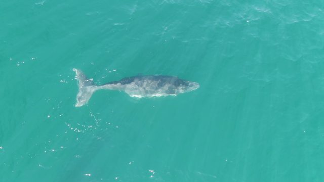 PUNTA GORDA BEACH BCS MEXICO-2023: Whale Swimming in Clear Turquoise Ocean Water
