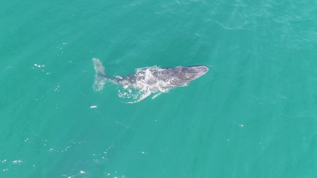PUNTA GORDA BEACH BCS MEXICO-2023: Humpback Whale Surfacing and Swimming in Turquoise Water