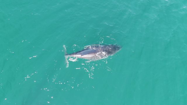 PUNTA GORDA BEACH BCS MEXICO-2023: Whale Swimming in Turquoise Ocean Water