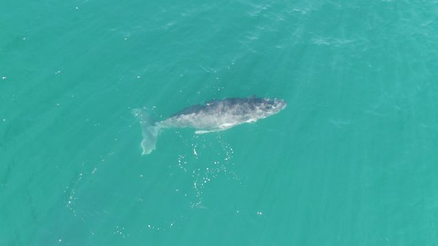 PUNTA GORDA BEACH BCS MEXICO-2023: Whale Gliding Through Clear Turquoise Ocean Water