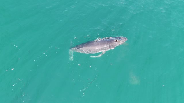 PUNTA GORDA BEACH BCS MEXICO-2023: A Whale Swimming and Surfacing in Clear Turquoise Water