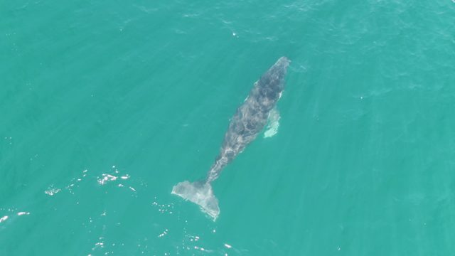 PUNTA GORDA BEACH BCS MEXICO-2023: Overhead View of a Whale Swimming in Turquoise Water