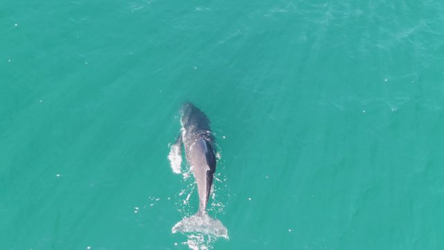 PUNTA GORDA BEACH BCS MEXICO-2023: Humpback Whale Tail Fluking in Turquoise Water