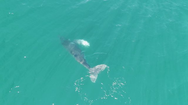 PUNTA GORDA BEACH BCS MEXICO-2023: Whale Swimming in Clear Turquoise Ocean Water