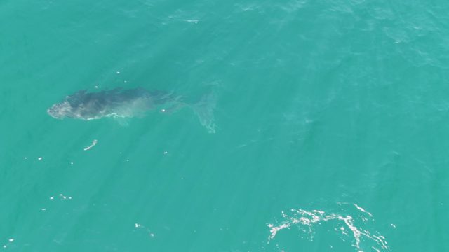 PUNTA GORDA BEACH BCS MEXICO-2023: Whale Swimming in Clear Turquoise Water