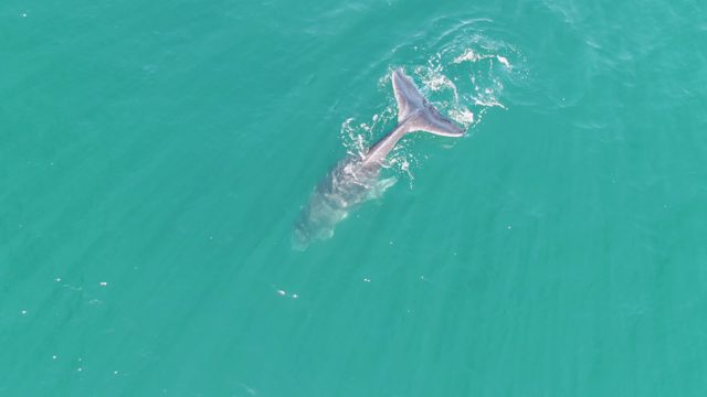 PUNTA GORDA BEACH BCS MEXICO-2023: Humpback Whale Swimming in Turquoise Ocean
