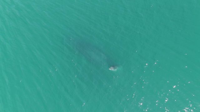 PUNTA GORDA BEACH BCS MEXICO-2023: Whale Surfacing in Clear Turquoise Water