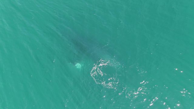 PUNTA GORDA BEACH BCS MEXICO-2023: Marine Animal Swimming Beneath Clear Turquoise Water