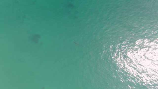PUNTA GORDA BEACH BCS MEXICO-2023: Marine Life Swimming in Shallow Turquoise Water