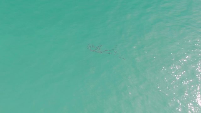 PUNTA GORDA BEACH BCS MEXICO-2023: School of Fish Swimming in Turquoise Water