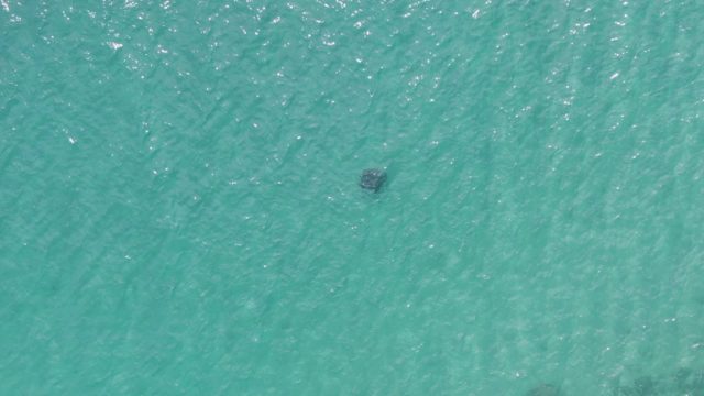 PUERTO LOS CABOS BEACH BCS MEXICO-2023: Marine Animal Swimming in Clear Turquoise Water