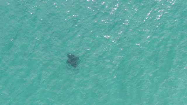 PUERTO LOS CABOS BEACH BCS MEXICO-2023: Manta Ray Swimming in Clear Turquoise Water