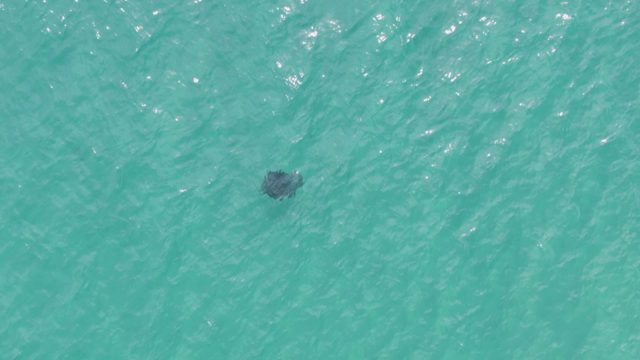 PUERTO LOS CABOS BEACH BCS MEXICO-2023: Stingray Swimming in Clear Turquoise Ocean Water