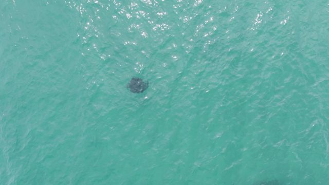 PUERTO LOS CABOS BEACH BCS MEXICO-2023: Manta Ray Gliding Through Clear Turquoise Water