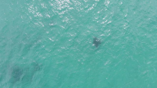 PUERTO LOS CABOS BEACH BCS MEXICO-2023: Marine Animals Swimming in Turquoise Ocean