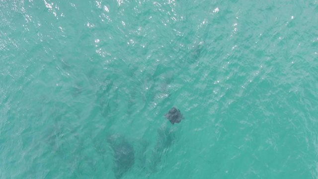 PUERTO LOS CABOS BEACH BCS MEXICO-2023: Stingrays Swimming in Shallow Turquoise Water