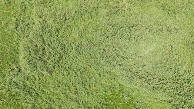 PUERTO LOS CABOS BEACH BCS MEXICO-2023: Swaying Grass Field in the Breeze
