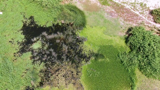 PUERTO LOS CABOS BEACH BCS MEXICO-2023: Wetland Water and Vegetation in Motion