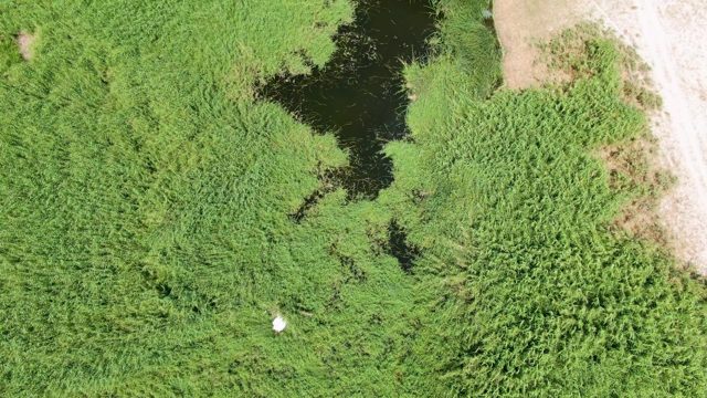 PUERTO LOS CABOS BEACH BCS MEXICO-2023: White Bird Flies Over Marshy Vegetation